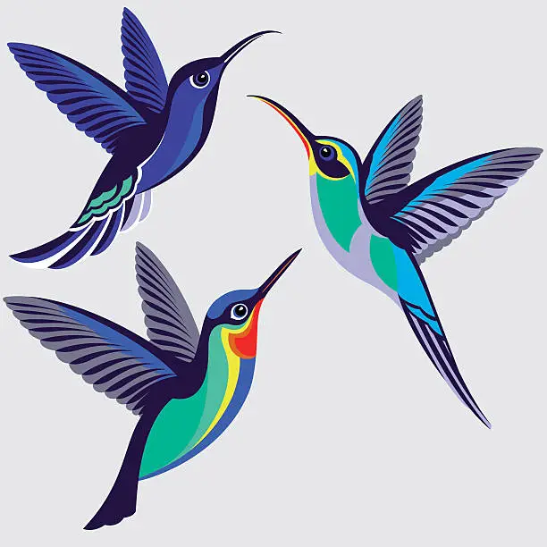 Vector illustration of Hummingbirds Set - Violet Sabrewing, Green Hermit, Fiery-throated Hummingbird