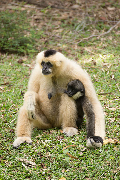 istock Baby Gibbon suckling from mother 619657350