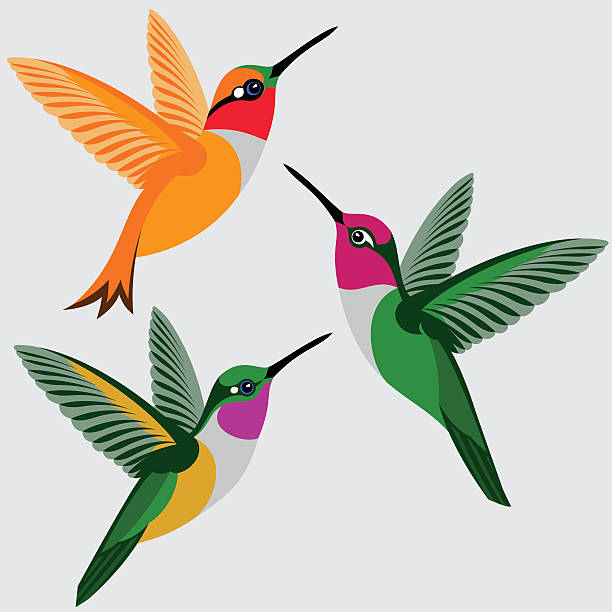 벌새 세트 - 루푸스 벌새, 안나의 벌새, 바하마 우드스타 벌밍버드 - 날기 일러스트 stock illustrations