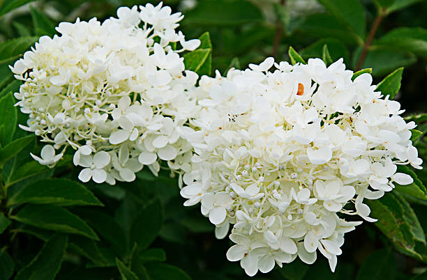 istock Bush with the white flowers 619658874