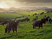 grazing cows in hilly countryside