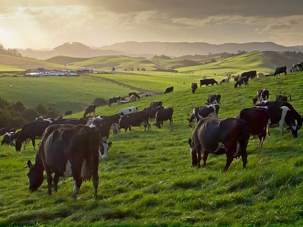 grazing cows in hilly countryside cows during sunset in new zealand countryside cattle stock pictures, royalty-free photos & images