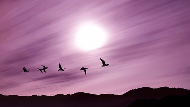 istock Beautiful sky on sunset or sunrise with flying birds 619660254