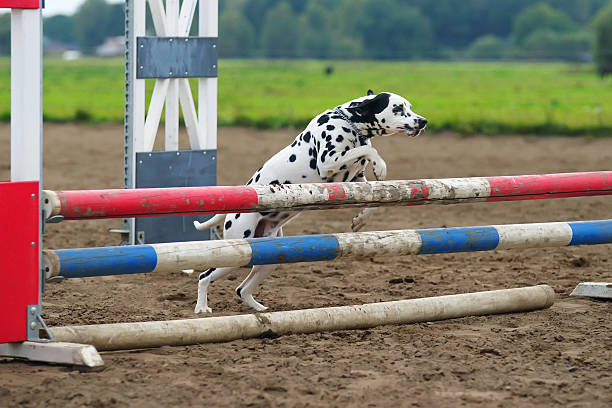 istock Trained Dalmatian dog jumping outdoors over a horse hurdle 619660428
