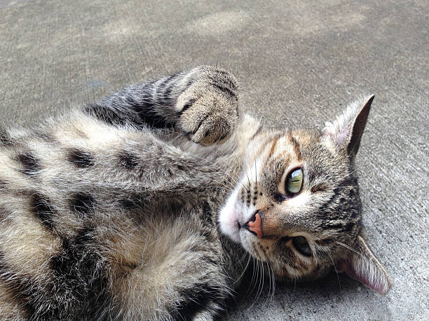 istock Closeup of tabby cat being playful 619661118