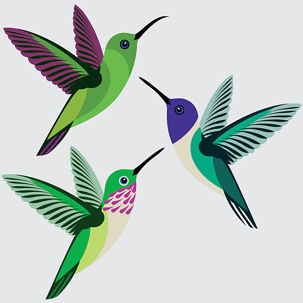 kolibri set - grünbrust-mango, weißhals-jakobiner, calliope kolibri - sternelfe stock-grafiken, -clipart, -cartoons und -symbole