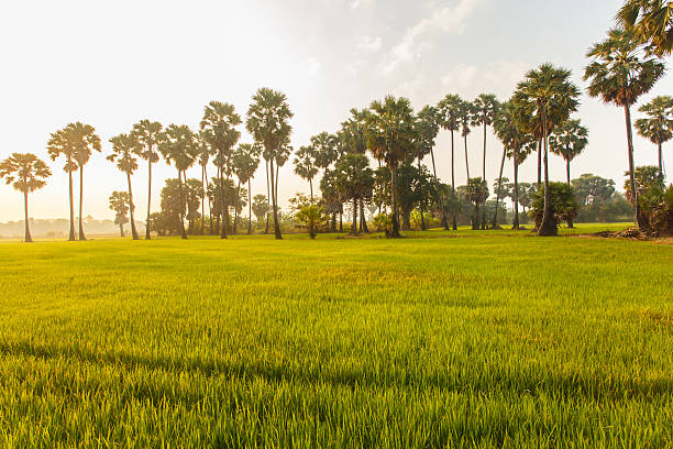 рисовое поле с пальмовым фоном утром - striped farm asia backdrop стоковые фото и изображения