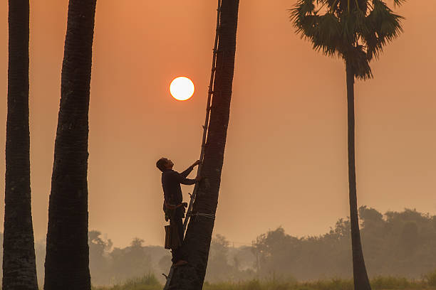 istock People with career climbing palm sugar to keep fresh 619662072