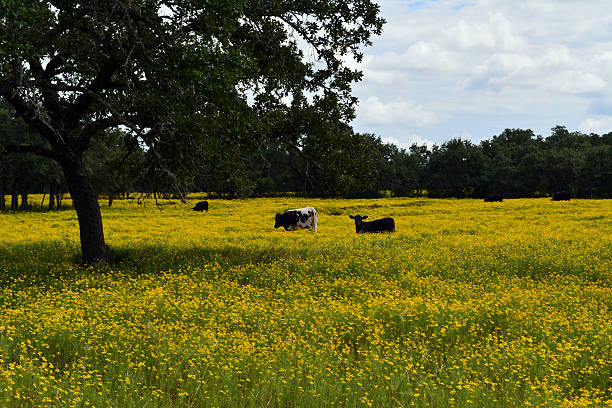 champ jaune et vaches - texas texas longhorn cattle bull landscape photos et images de collection