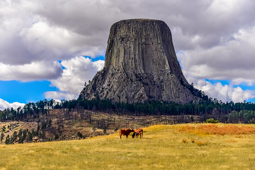 Devils Tower Wyoming with two longhorn stears.