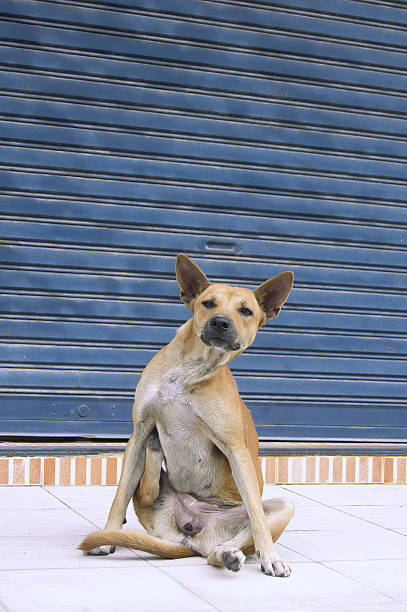 istock The dog sat facing the rear legs, stomach, scratching himself. 619663504