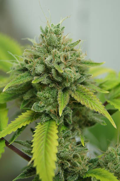 istock Cola of Flowering Cannabis Plant 619663916