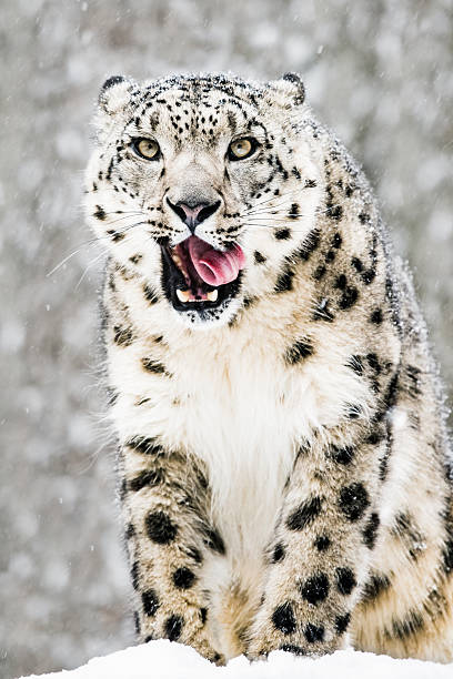 Snow leopard licking it's lips