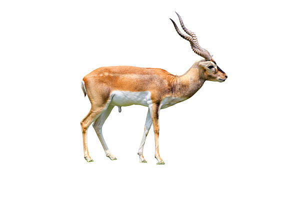 istock Thomson's gazelle by horn isolated white background 619666318