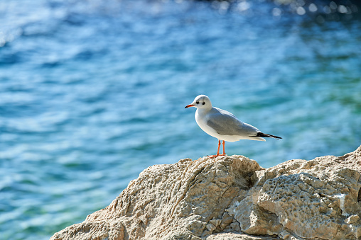 Young Seagull perched on a rock