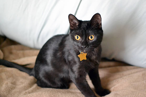 Cute young black cat stock photo