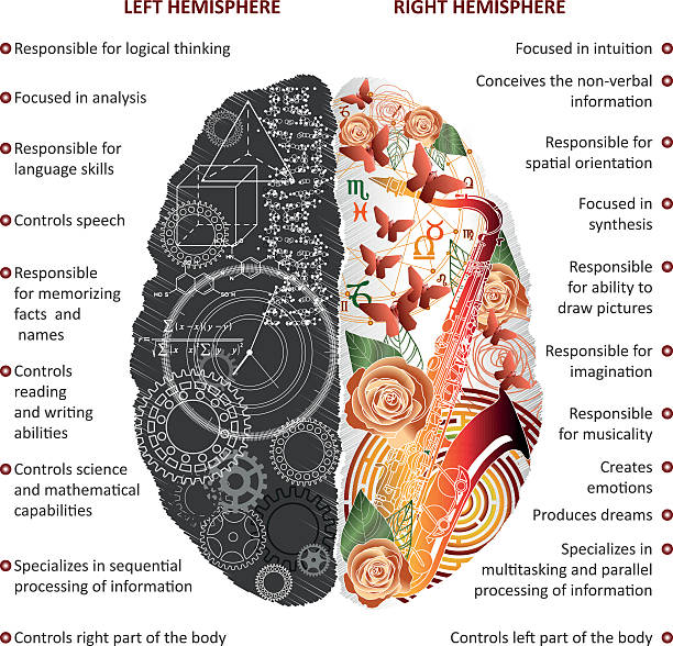Left Hand Brain System 4,000+ Logical System Stock Photos, Pictures & Royalty-Free Images - iStock