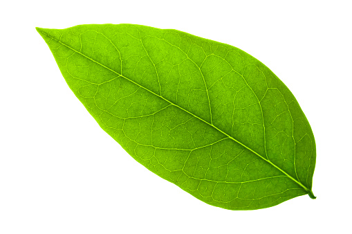green leaf on a white background with clipping path
