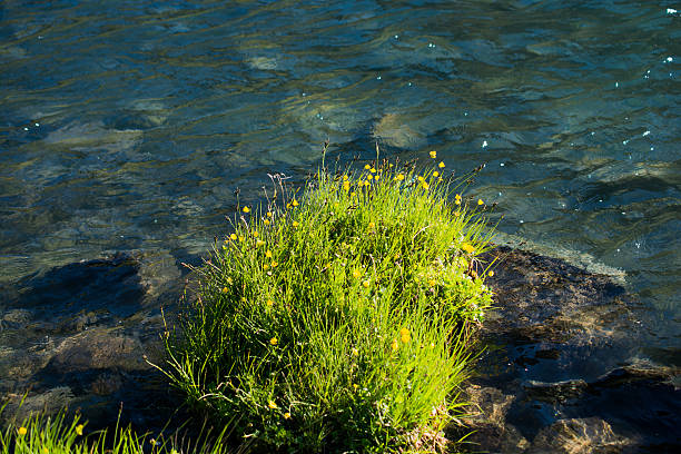 istock Green grass by the pond 619671242