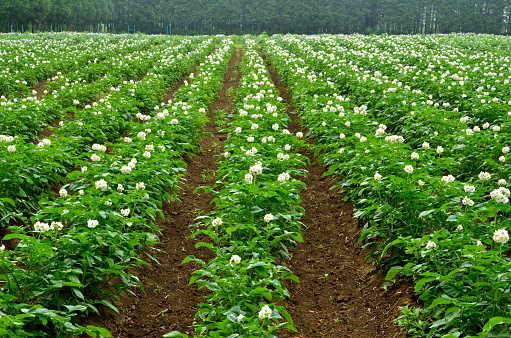 Potato Field Blooming, agriculture field with crop