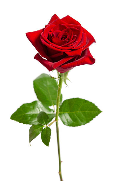 beautiful  red rose isolated on white background stock photo