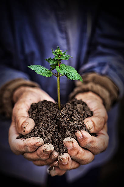 Hands holding new growth plant-dark background Hands holding new growth plant. Mature man in the garden. man holding earth stock pictures, royalty-free photos & images