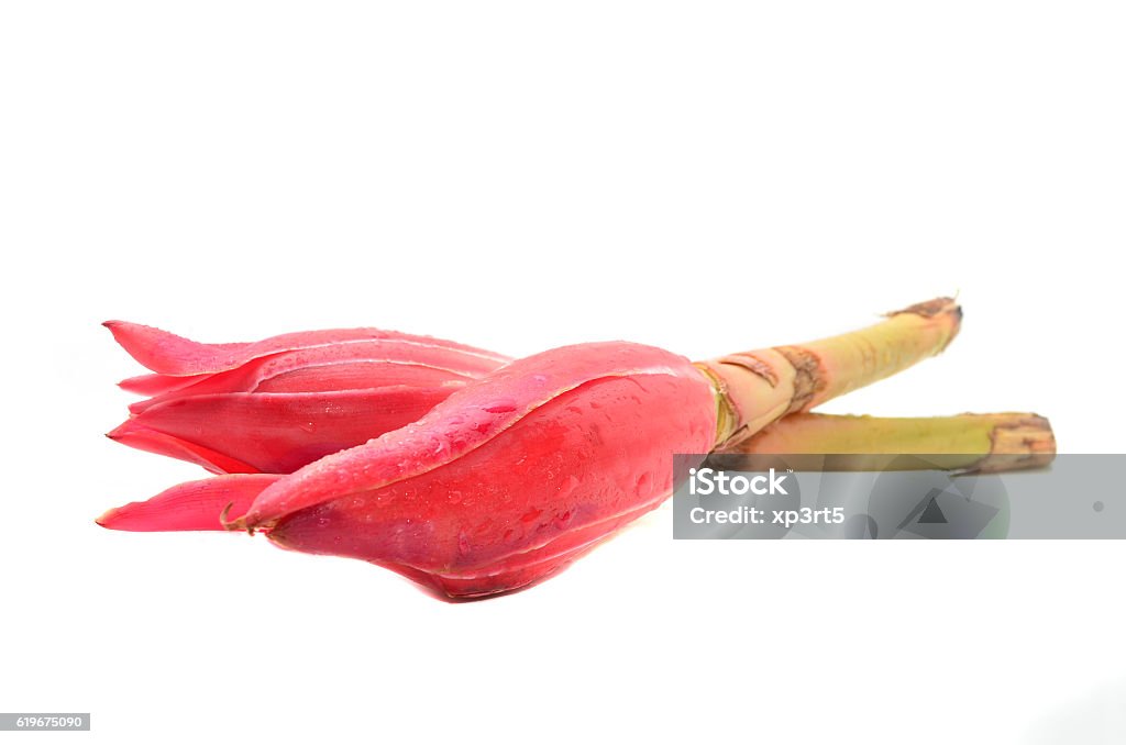 Etlingera elatior, ginger's flower or Torch Ginger Bud Asia Stock Photo