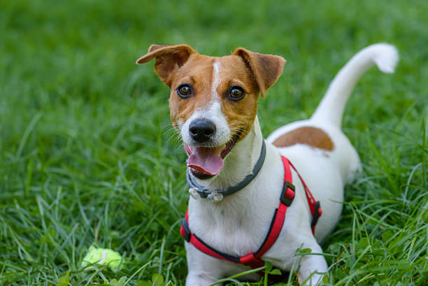 istock Funny dog with playful face expression lying on green grass 619675942