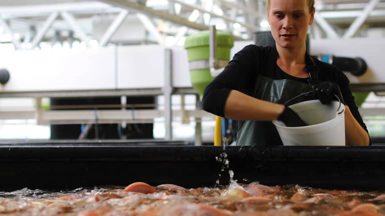 Farmer feeding fishes at fish farm