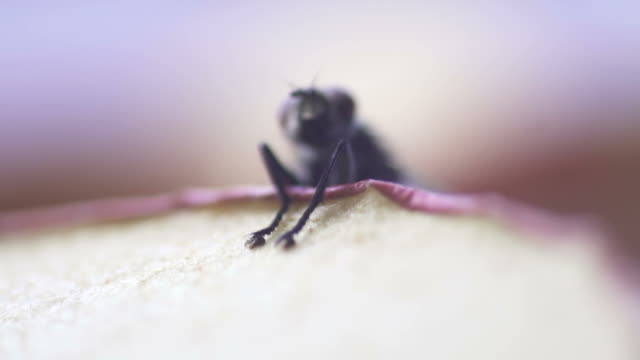 SLOW MOTION: Fly housefly insect macro