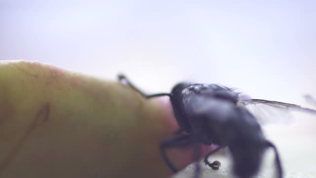 SLOW MOTION: Fly housefly insect macro