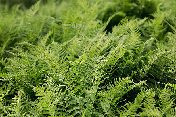 istock Rich green fern closeup. 619727250
