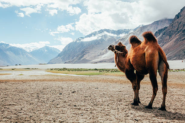 Double hump camel walking in the desert in Nubra Valley, Ladakh, India.