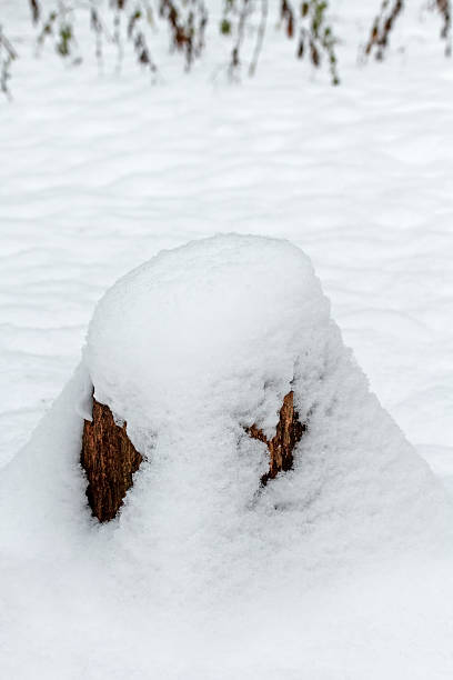 istock old tree stump covered with snow cap in winter Park 619729032