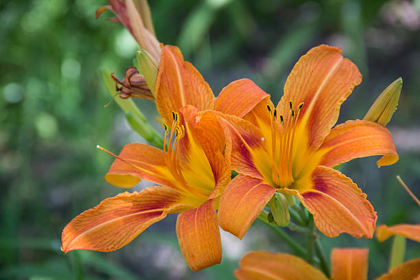 istock wild orange tiger lily 619729680