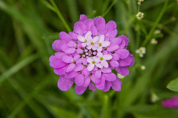 Small purple flower Iberis umbellate in summer