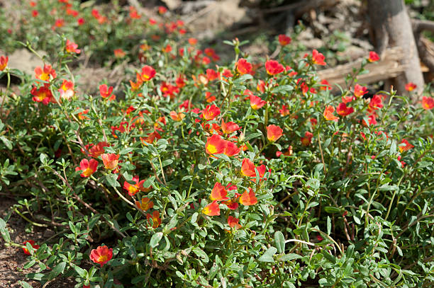 Cтоковое фото Красивые красочные цветы, Portulaca oleraceae.