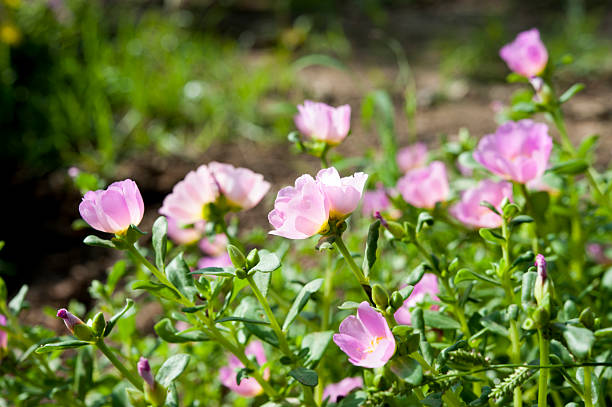 Cтоковое фото Красивые красочные цветы, Portulaca oleraceae.