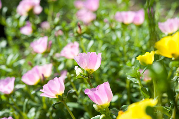 Bellissimi fiori colorati, Portulaca oleraceae. - foto stock