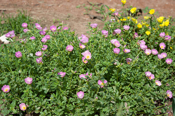 Bellissimi fiori colorati, Portulaca oleraceae. - foto stock