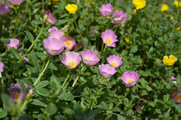 Bellissimi fiori colorati, Portulaca oleraceae. - foto stock