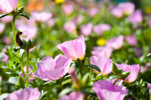 Bellissimi fiori colorati, Portulaca oleraceae. - foto stock