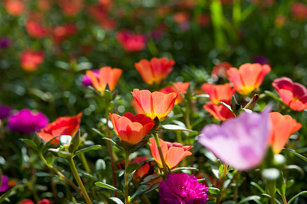 Bellissimi fiori colorati, Portulaca oleraceae. - foto stock