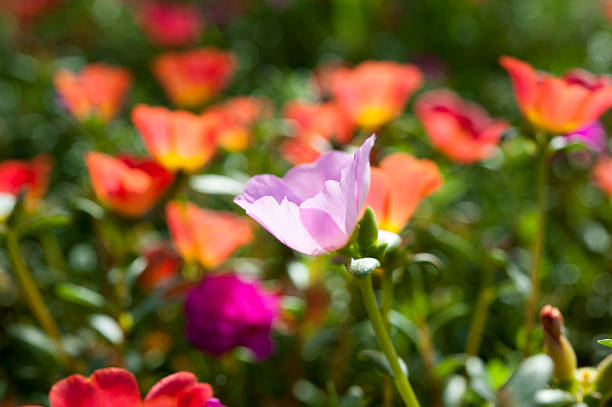 Bellissimi fiori colorati, Portulaca oleraceae. - foto stock