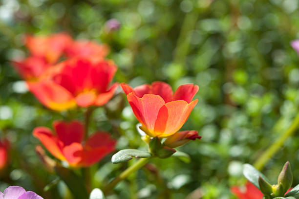 Cтоковое фото Красивые красочные цветы, Portulaca oleraceae.