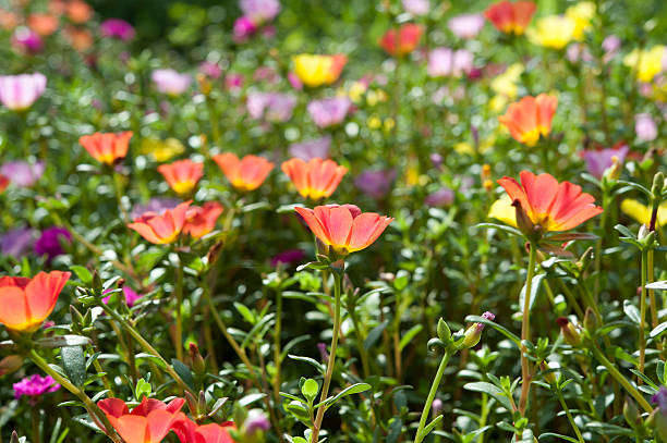 Bellissimi fiori colorati, Portulaca oleraceae. - foto stock