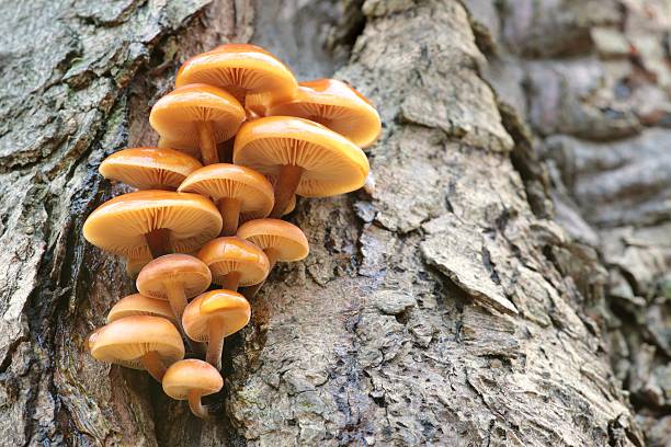 Mushrooms on a tree trunk Family of mushrooms on a tree trunk. fungus stock pictures, royalty-free photos & images