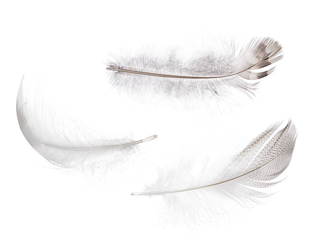 istock set of light grey isolated feathers 619733818