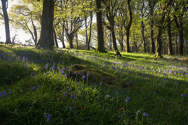 istock Sunbeams lighting up the beautiful bluebells and green ancient forest 619734066