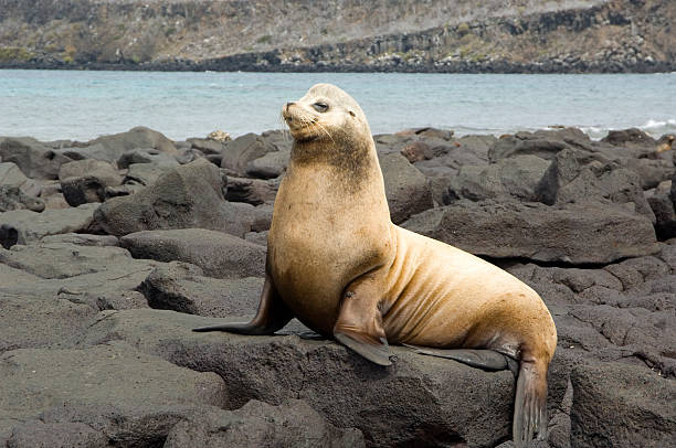 istock Male sea lion, 